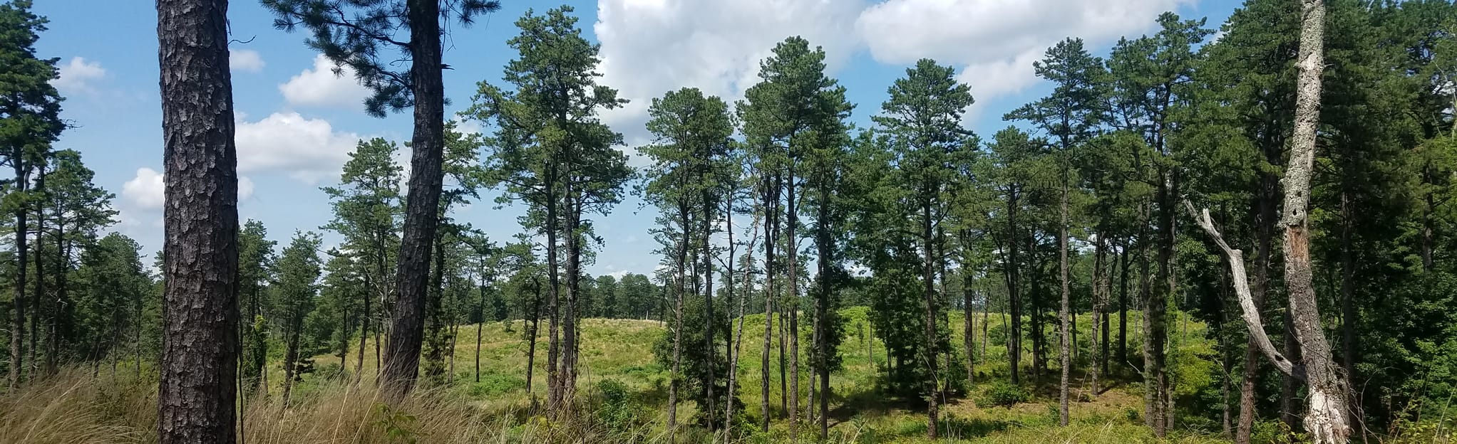 AllTrails Pinebush Preserve Loop 198 Reviews, Map New York