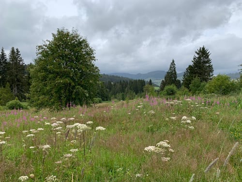Zauberwald-Pfad - Bernau im Schwarzwald
