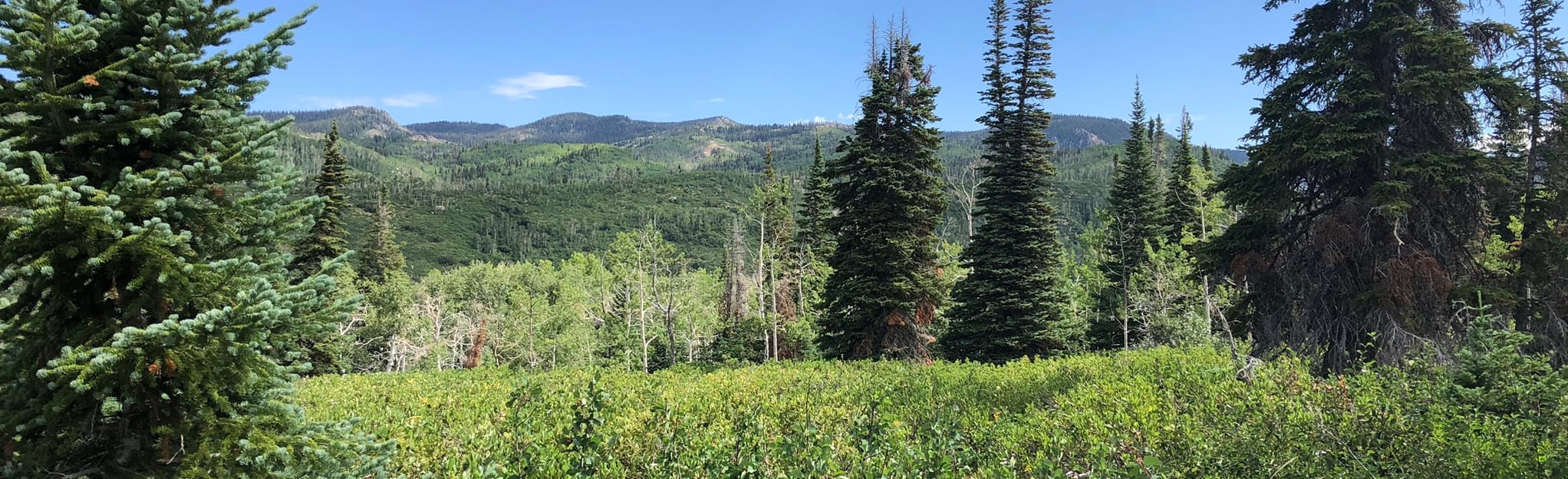 Fiddlehead Trail, Colorado 487 Reviews, Map AllTrails