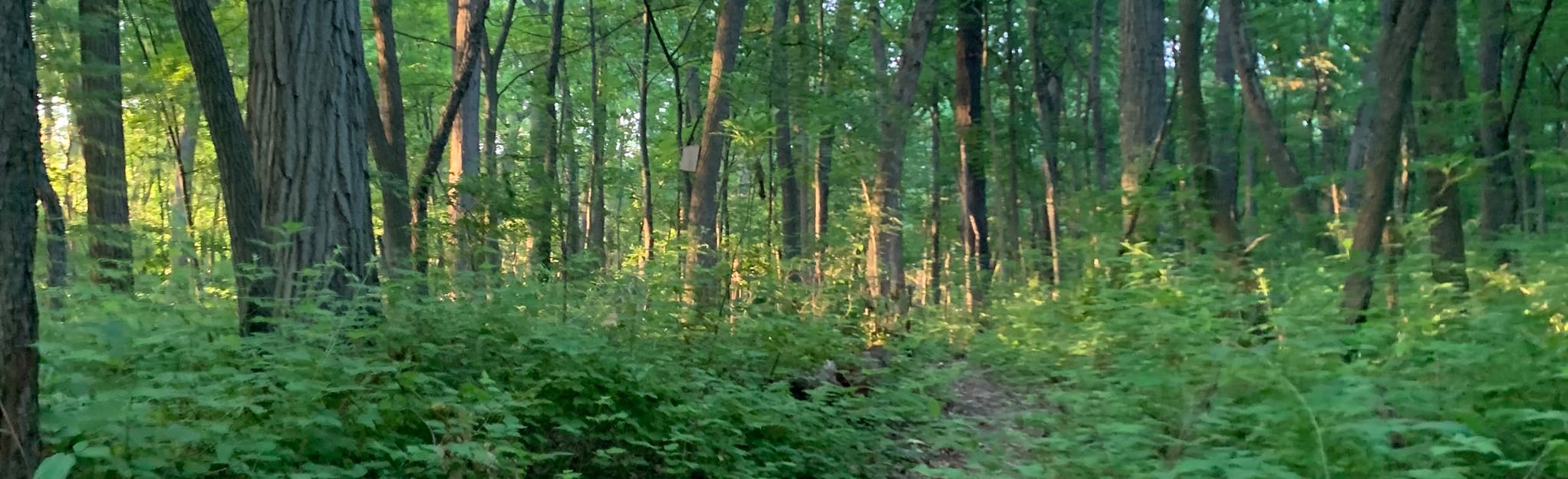 Leslie Woods Nature Area Inner Loop, Michigan 14 Reviews, Map AllTrails