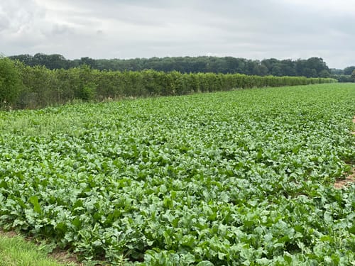 Zu den Schlösserm Leyenburg und Bloemersheim