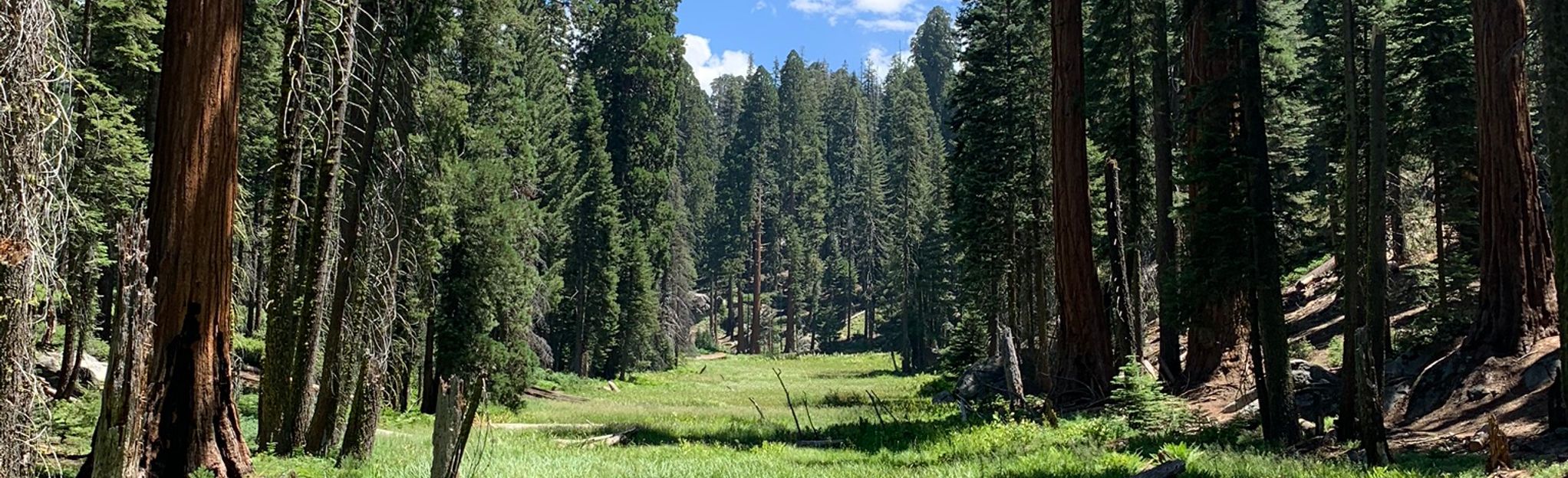 Circle Meadow Loop via Congress and General Sherman Tree Trail ...