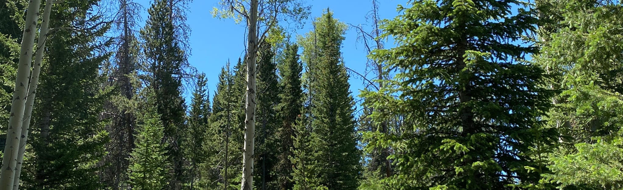 Soda Lake Trail, Wyoming - Map, Guide | AllTrails