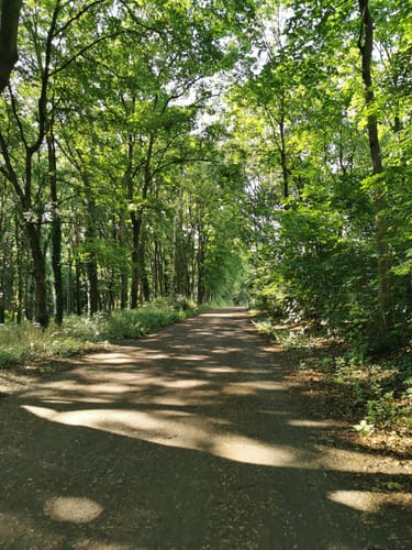 Durch den Volkspark Rehberge