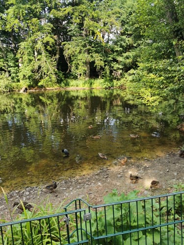 Durch den Volkspark Rehberge