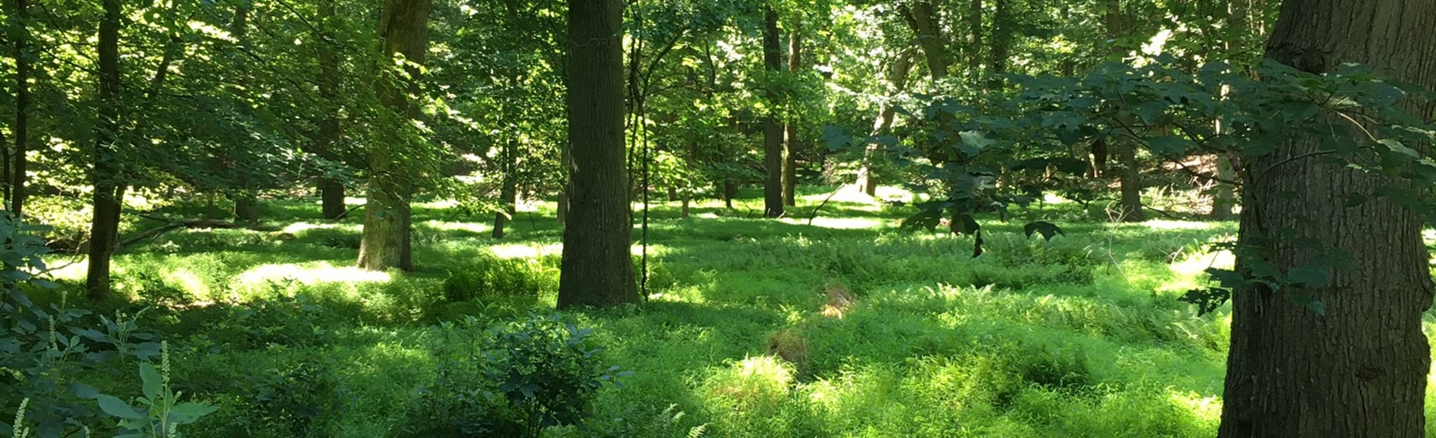 Cheesequake White Trail via Park and Ride Map, Guide New Jersey AllTrails