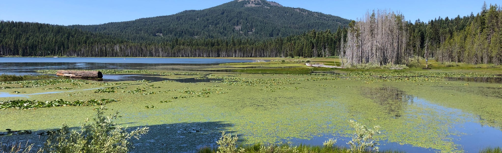 Lake of the Woods Area Trails, Oregon 110 Reviews, Map AllTrails