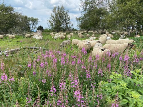 Kahler-Asten-Steig (Premiumwanderweg)