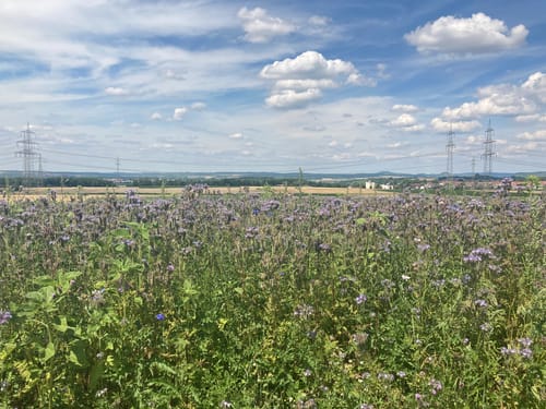 Ludwigsburg - Lemberg Rundweg