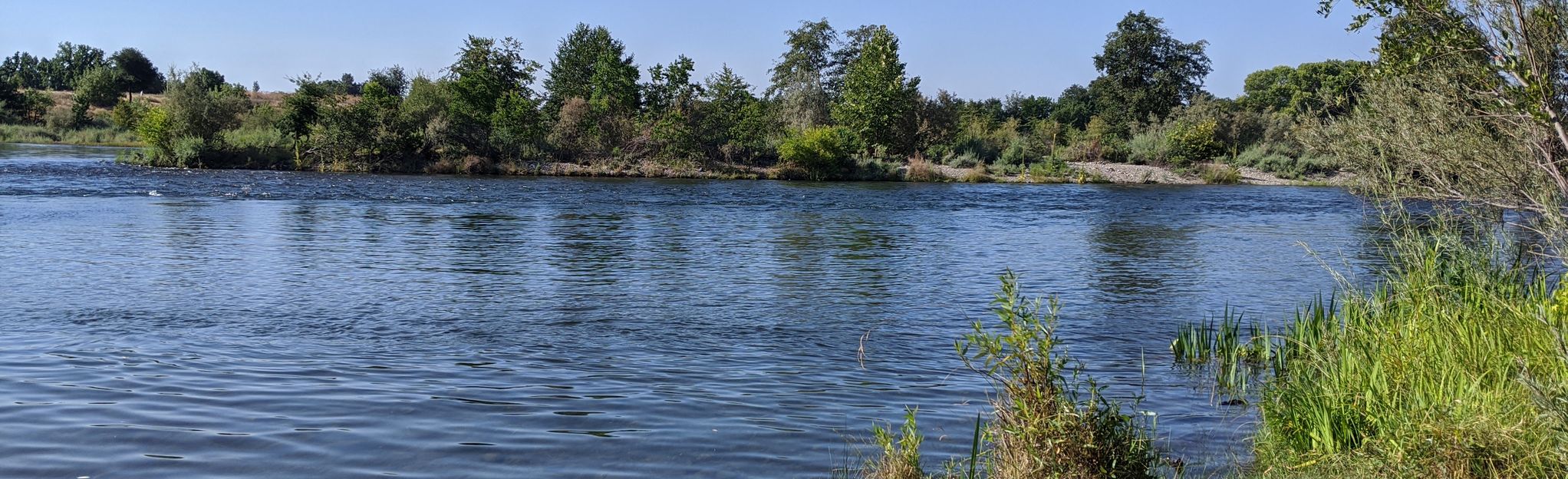 Ancil Hoffman Loop 504 Reviews, Map California AllTrails