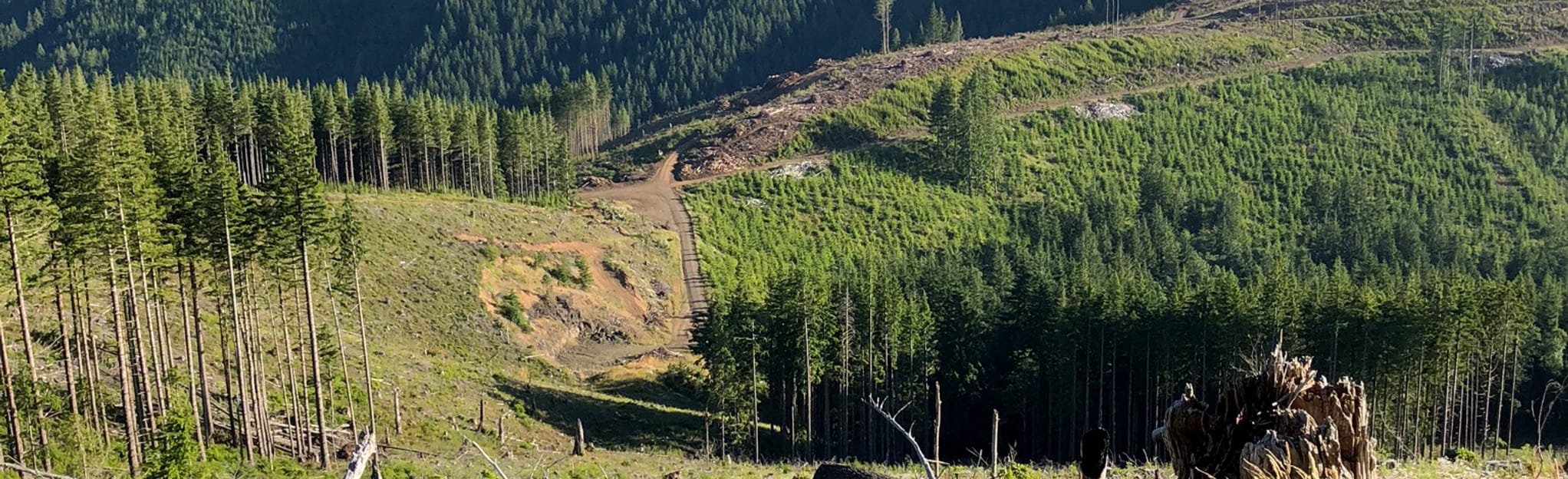 Rock Candy Mountain and Wet Cap Forest OHV Loop - Washington | AllTrails