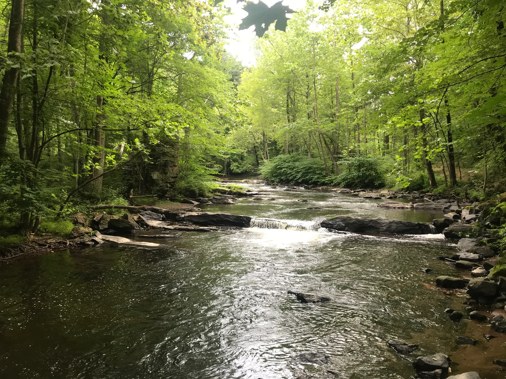 a creek with green trees on each side