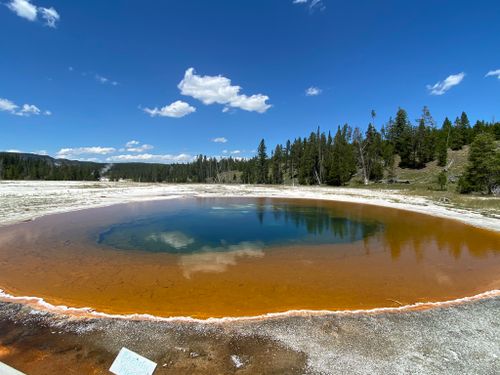 se permiten perros en yellowstone np