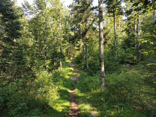 2023 Best City Walk Trails in Haut-Jura Regional Nature Park | AllTrails