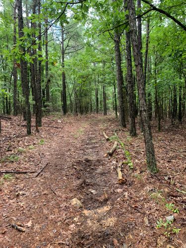 Best Hikes and Trails in Lake Ouachita State Park | AllTrails