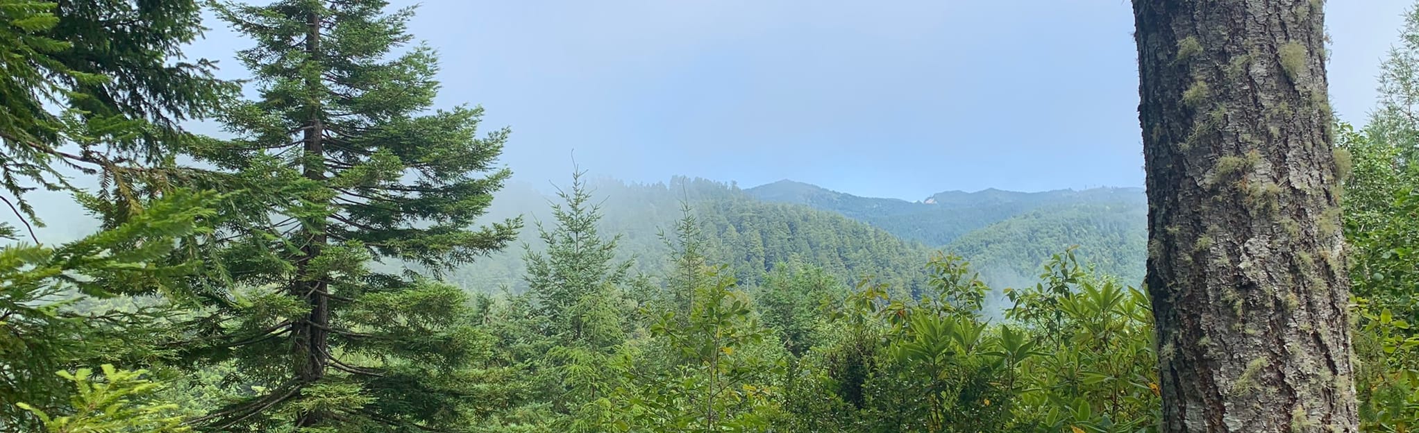 AllTrails Trees of Mystery Trail 120 Reviews, Map California