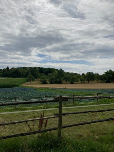 Weilerwald in Musberg