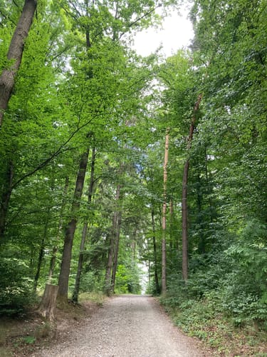 Weilerwald in Musberg
