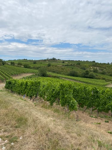 Eichelberg (Premiumwanderweg)