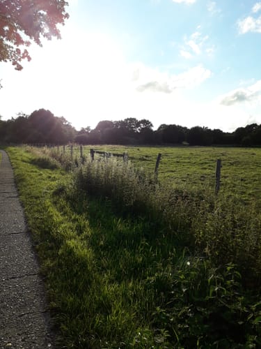 Rund um Wapelfeld 