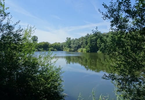 Lampertheimer Wald zwischen Lorsch und Lampertheim