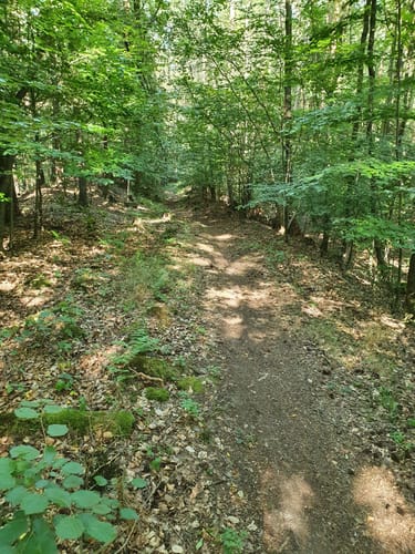 Am Brend in den Burgwallbacher Forst