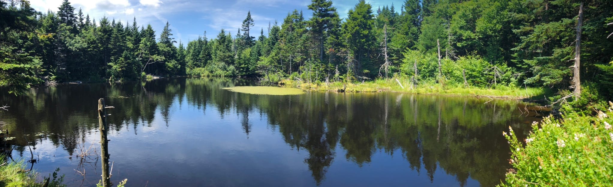 Mount Williams, Mount Fitch, Mount Greylock, and Stony Ledge 535