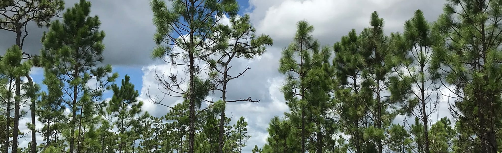 Florida National Scenic Trail - EyJidWNrZXQiOiJhc3NldHMuYWxsdHJhaWxzLmNvbSIsImtleSI6InVwbG9hZHMvcGhvdG8vaW1hZ2UvMjc5NjMwMDcvMzZhYWI1ZDUwMzExYWUzNzk3YzRmM2QzZTc3YWE5YWMuanBnIiwiZWRpdHMiOnsidG9Gb3JtYXQiOiJqcGVnIiwicmVzaXplIjp7IndpZHRoIjoyMDQ0LCJoZWlnaHQiOjYyNCwiZml0IjoiY292ZXIifSwicm90YXRlIjpudWxsLCJqcGVnIjp7InRyZWxsaXNRdWFudGlzYXRpb24iOnRydWUsIm92ZXJzaG9vdERlcmluZ2luZyI6dHJ1ZSwib3B0aW1pc2VTY2FucyI6dHJ1ZSwicXVhbnRpc2F0aW9uVGFibGUiOjN9fX0=