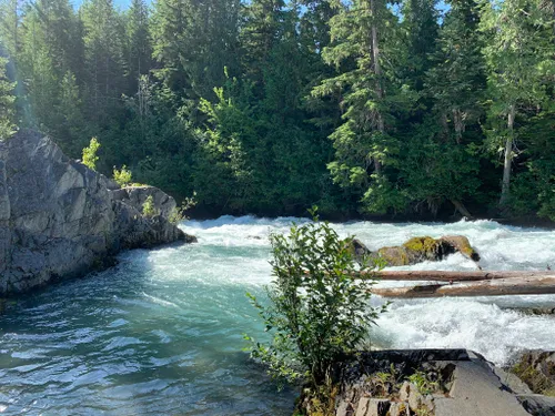 10 Best Hikes and Trails in Whistler Interpretive Forest | AllTrails