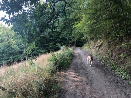 Rundwanderweg Reichenbach 2: Höll-Berg-Weg