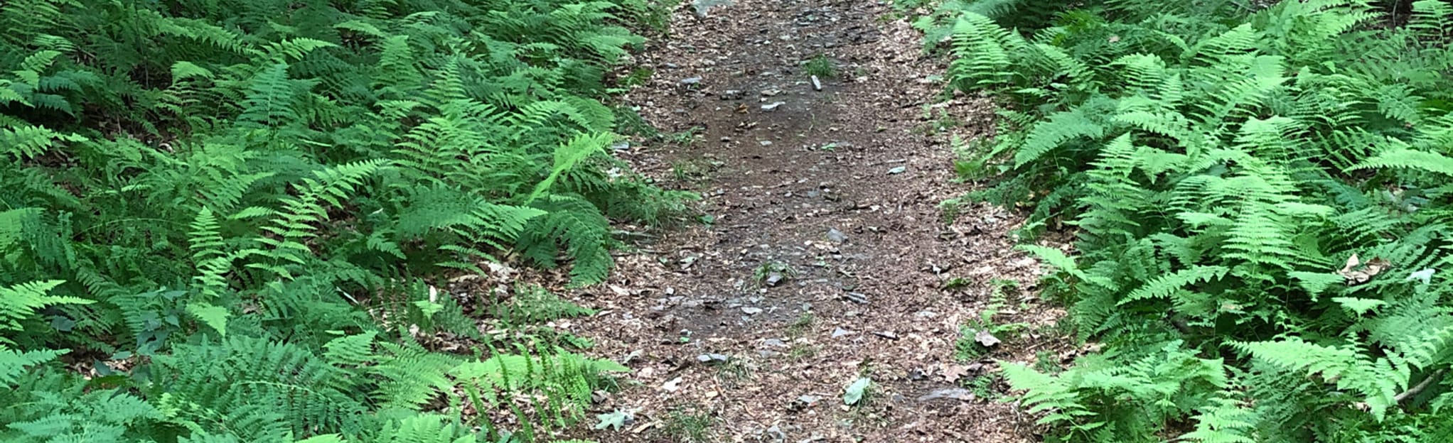 Lower and Upper Juno Loop Via Roaring Brook Trail 248 Reviews, Map