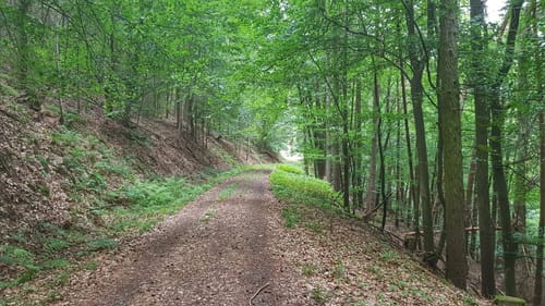 Burg Breuberg Rundweg