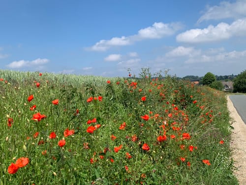 BahnRadRoute Teuto-Senne (Radfernweg)