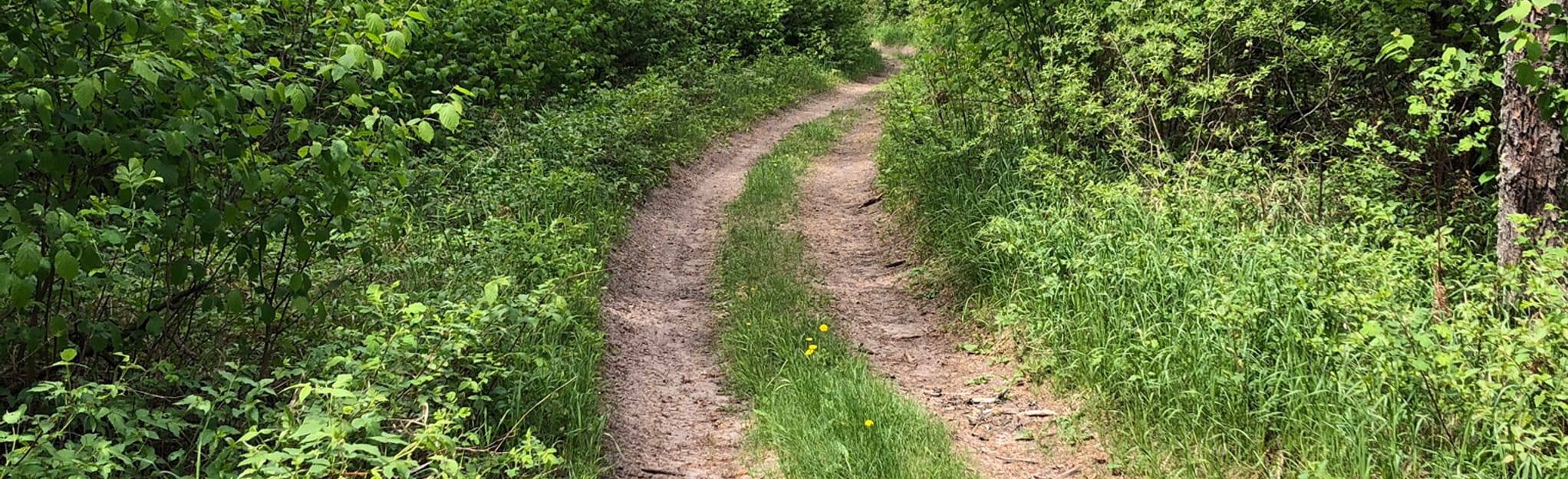 Sandilands Black Trail Manitoba, Canada AllTrails