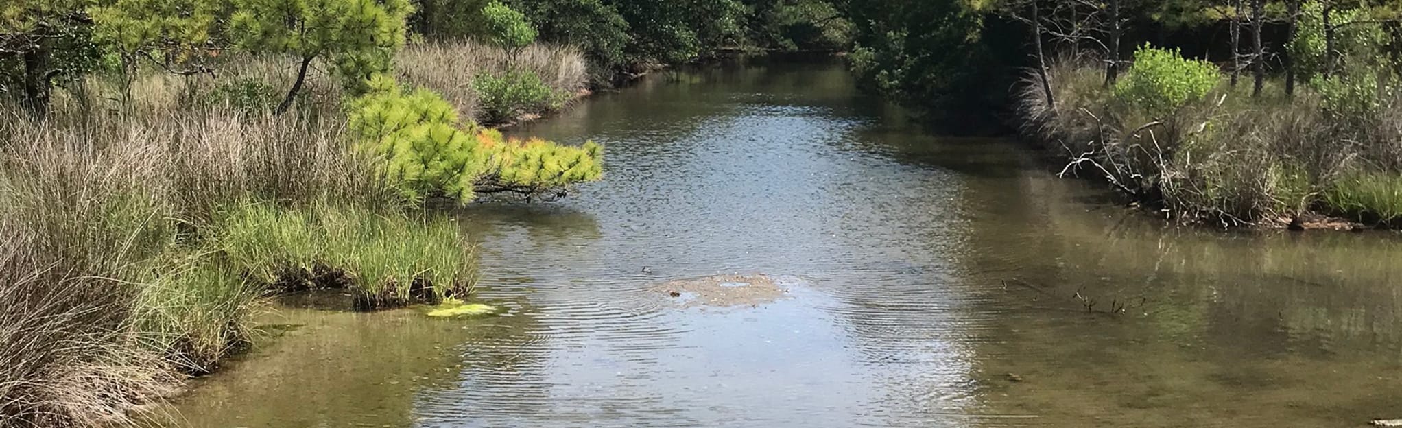 Pleasure House Point Loop 575 Reviews, Map Virginia AllTrails