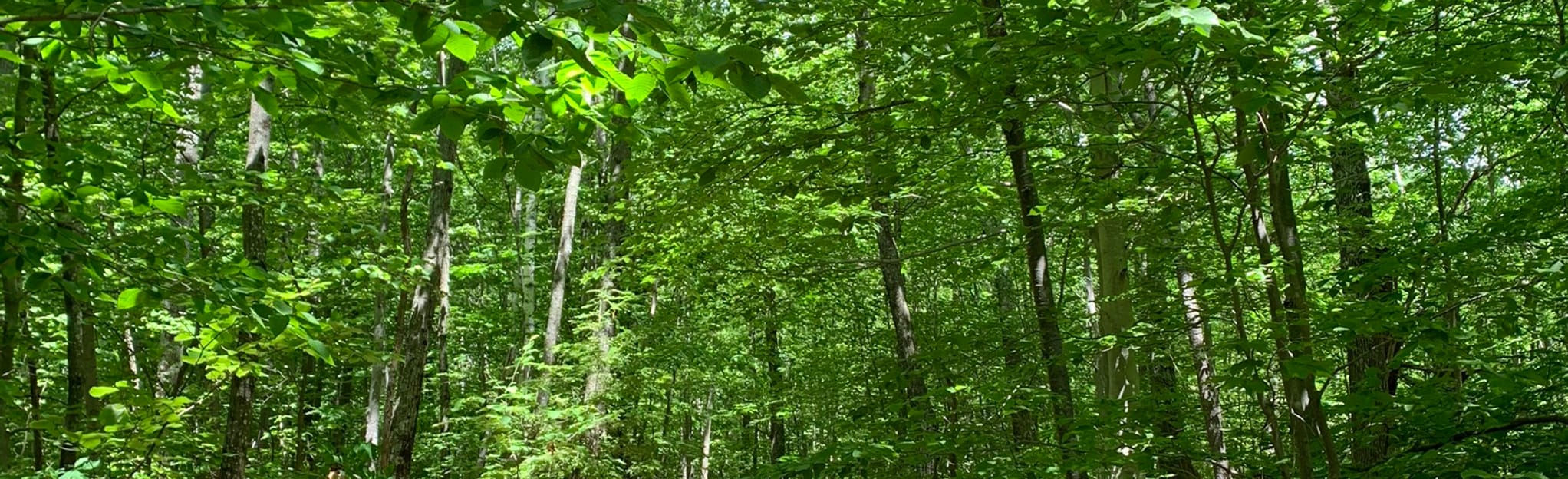 McCoy Mountain, New Hampshire 20 Reviews, Map AllTrails