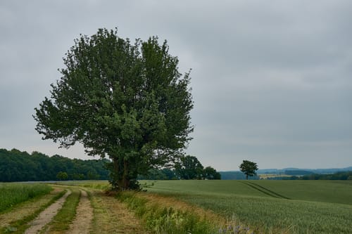 Rund um die Oberlausitzer Heide- und Teichlandschaft