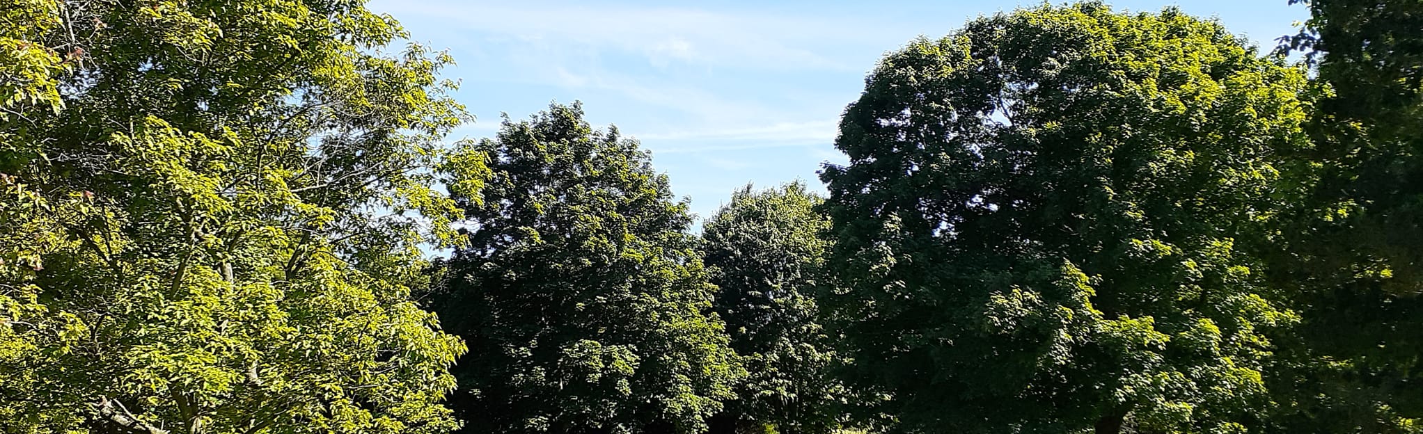 Guelph Arboretum Trillium Loop via Ivey Trail 277 Reviews, Map