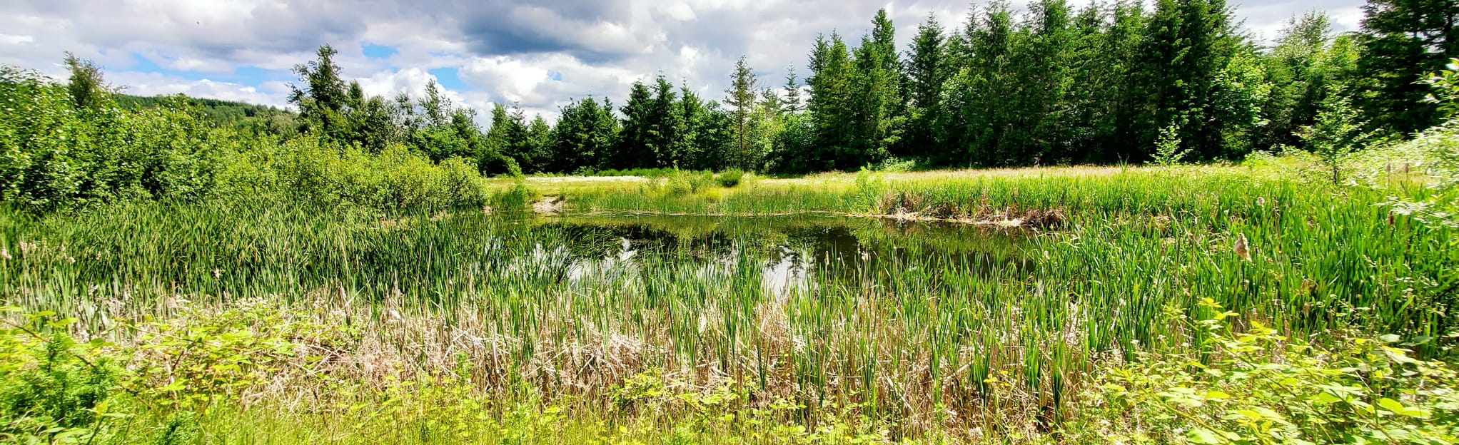 Ravensdale Lake via Stinger, Lower Beaver Tracks, and Snake Loop