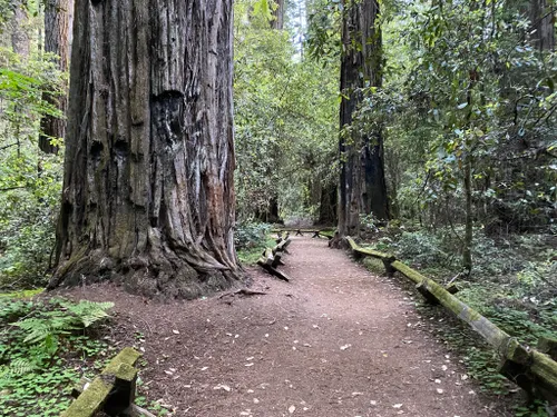 Trails in Armstrong Redwoods State Natural Reserve, California, United States 27071937 | AllTrails.com