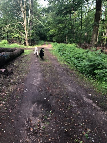 Kleine Runde am Gartroper Mühlenbach