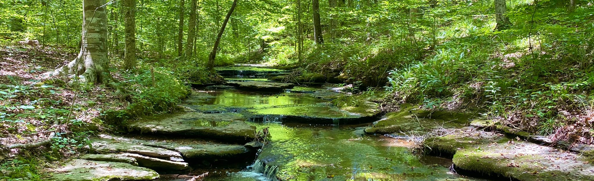 Natchez Trace Garrison Creek to Jackson Falls, Tennessee 30 Reviews