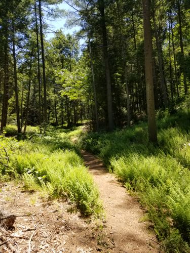 Best Hikes and Trails in Brimfield | AllTrails