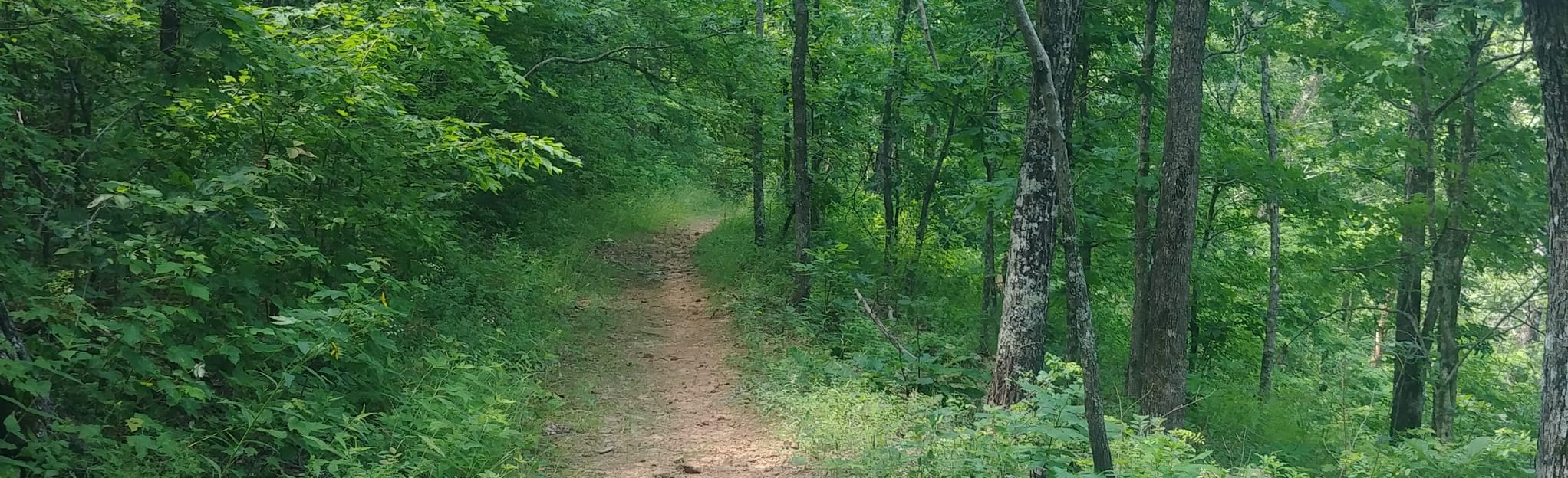 Buffalo Creek Trail, Arkansas 16 Reviews, Map AllTrails