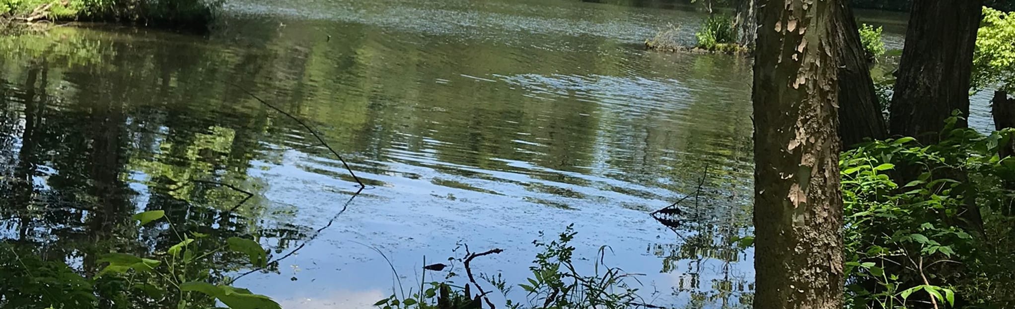 Scales Mountain Bike Trail 179 Reviews, Map Indiana AllTrails