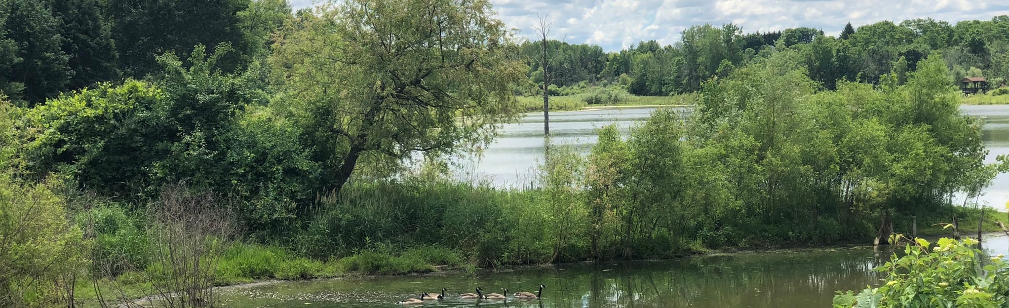 Twin Cedars Pond, New York 57 Reviews, Map AllTrails