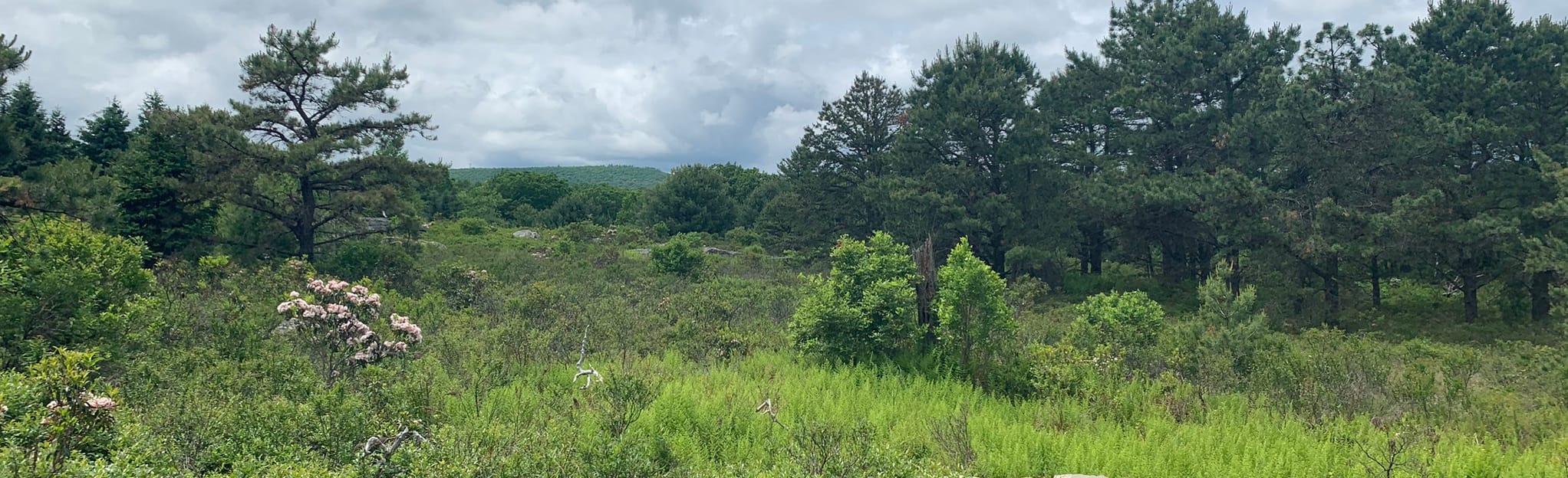 Maple Run Ramble 43 Reviews, Map Pennsylvania AllTrails