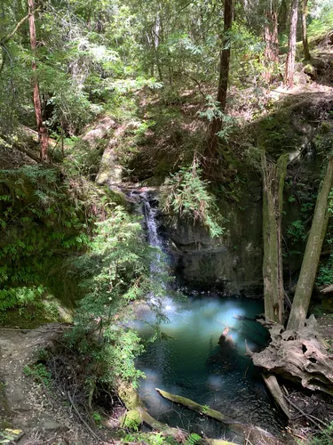 Best Easy Trails in Big Basin Redwoods State Park AllTrails