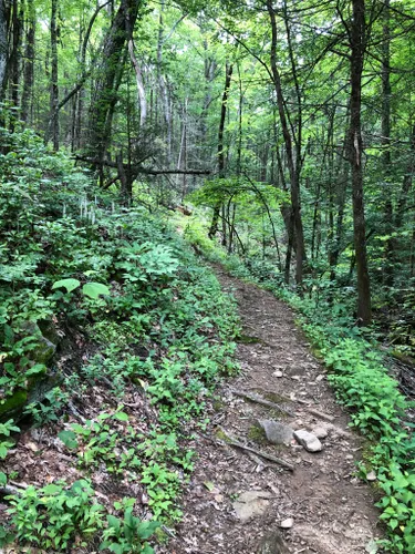 10 Best Trails and Hikes in Franklin | AllTrails