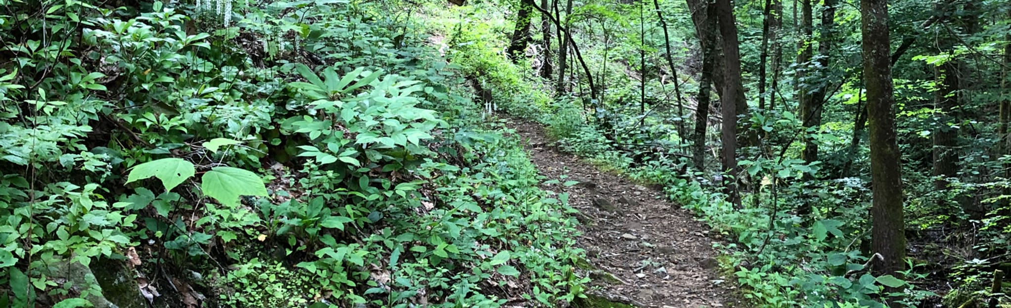 Rock Gap to Winding Stair Gap Trail: 130 Reviews, Map - North Carolina